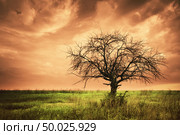 Lonely dead tree. Art nature. Infrared style. Стоковое фото, агентство Ingram Publishing / Фотобанк Лори