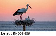 Stork in the nest at sunset. Стоковое AI-изображение, AI-художник Анна Никонорова / Фотобанк Лори
