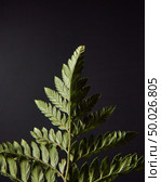 Beautiful green leaf of a fern around a dark background with copy space. Natural layout. Reverse side of green fern with spores on a black background with copy space. Foliage layout. Стоковое фото, агентство Ingram Publishing / Фотобанк Лори