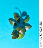 Lime fruit with leaves and shadow pattern on a blue background with space for text. Healthy Exotic Citrus. Flat lay. The composition of the leaves and lime with the reflection of the shadows on a blue background with copy space. Organic fruit. Flat lay. Стоковое фото, агентство Ingram Publishing / Фотобанк Лори