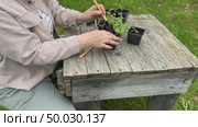 Worker with flower seedlings in spring. Selective focus. nature. Стоковое видео, видеограф Ирина Старикова / Фотобанк Лори