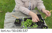 A woman plants aster seedlings in separate pots. Стоковое видео, видеограф Ирина Старикова / Фотобанк Лори