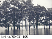 tree in the water lake. Стоковое фото, агентство Ingram Publishing / Фотобанк Лори