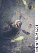 oriental small-clawed otter, Asian small-clawed otter (Aonyx cinereus) Стоковое фото, агентство Ingram Publishing / Фотобанк Лори