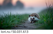 Hedgehog on a path in a field in the fog. AI generated. Стоковое AI-изображение, AI-художник Анна Никонорова / Фотобанк Лори