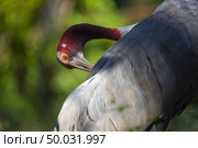 Grus antigone, Eastern sarus crane. Стоковое фото, агентство Ingram Publishing / Фотобанк Лори