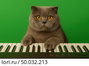 Funny Briat cat plays the synthesizer against a green screen. Cute fluffy pet touches the piano keys with its paws. Concept of meme, music, chromakey content and creative design. Copy space. Banner. Стоковое AI-изображение, AI-художник Евгений Демидюк / Фотобанк Лори