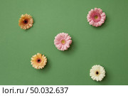 Beautiful flowers of gerbera appearing on a green background in the form of a pattern and women’s hands hide their hearts in their palms. Stop motion animation. Flat lay.. Colorful pattern from gerberas, appear on a green background and womans hands forming heart from flowers and hides it in her palms. Стоковое фото, агентство Ingram Publishing / Фотобанк Лори