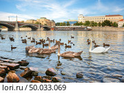 Birds on riverbank in Prague near Manesuv bridge. Стоковое фото, агентство Ingram Publishing / Фотобанк Лори