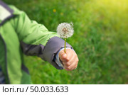 Dandelion in child hand. Green bokeh and soft daylight. Стоковое фото, агентство Ingram Publishing / Фотобанк Лори