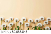 Dandelions fluffy, beige background, copy space. Generated by AI. Стоковое AI-изображение, AI-художник Анна Никонорова / Фотобанк Лори