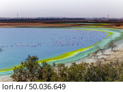 Flock of flamingos on the ocher of Garaba. Large flock of greater flamingos gathered on the shore of lake during daytime. Republic of Algeria. Стоковое фото, фотограф Евгений Ткачёв / Фотобанк Лори