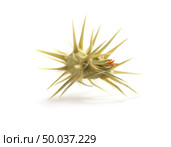 Isolated prickly. Element of design. Стоковое фото, агентство Ingram Publishing / Фотобанк Лори