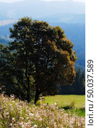 old tree in sity park. outdoor sho. Стоковое фото, агентство Ingram Publishing / Фотобанк Лори