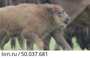 Зубр европейский теленок возле самки, молодое животное, Bison bonasus. Стоковое видео, видеограф Дмитрий Якубович / Фотобанк Лори