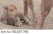 Зубр европейский теленок возле самки, молодое животное, Bison bonasus. Стоковое видео, видеограф Дмитрий Якубович / Фотобанк Лори