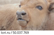 Зубр европейский теленок возле самки, молодое животное, Bison bonasus. Стоковое видео, видеограф Дмитрий Якубович / Фотобанк Лори