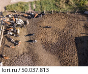 Bird’s eye view from drone to herd of cows is grazed on a cattle farmland. Top view.. Aerial view from drone to agriculture farmland with a herd of cows graze on a dairy farm. Top view. Стоковое фото, агентство Ingram Publishing / Фотобанк Лори