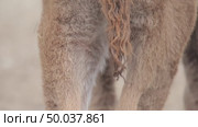 Зубр европейский теленок возле самки, молодое животное, Bison bonasus. Стоковое видео, видеограф Дмитрий Якубович / Фотобанк Лори