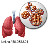 Lung pulmonary alveoli or alveolus anatomy diagram as a medical concept of a close up of the human anatomy and respiratory or respiration medicine as a 3D illustration on a white background. Стоковое фото, агентство Ingram Publishing / Фотобанк Лори