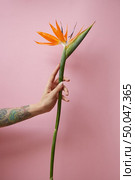 Female tattoo with arm holds orange tropical flower of strelitzia on pink background with space for text. Natural layout for postcard. A woman’s hand with a tattoo holds an exotic flower of strelitzia on a pink background with copy space. Mother’s day concept. Стоковое фото, агентство Ingram Publishing / Фотобанк Лори