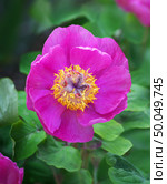 Peony portrait flower. Nature composition. Стоковое фото, агентство Ingram Publishing / Фотобанк Лори