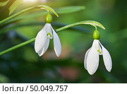 Snowdrop macro and nature composition. Стоковое фото, агентство Ingram Publishing / Фотобанк Лори