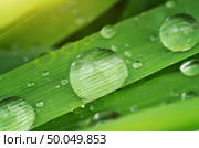Macro of raindrop. Composition of nature. Стоковое фото, агентство Ingram Publishing / Фотобанк Лори
