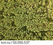 Top view of a summer deciduous forest on a clear summer day. Aerial view with dron as foliage natural background. Natural background from the forest in the daytime. Aerial view of the drone as a layout for your ideas. Top view. Стоковое фото, агентство Ingram Publishing / Фотобанк Лори