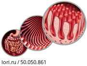 Intestinal villi as intestine lining with microscopic capillary anatomy as a medical concept as an autoimmune digestion and gastrointestinal absorption system with colon and stomach as a 3D illustration. Стоковое фото, агентство Ingram Publishing / Фотобанк Лори