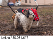 One dog sniffs another dog's butt. Стоковое фото, фотограф Михаил Яковлев / Фотобанк Лори