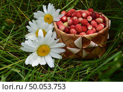Полное лукошко лесной земляники и ромашки. Стоковое фото, фотограф Photolart / Фотобанк Лори
