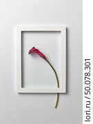 Creative composition with fresh red calla lily flower in a regtangular frame on a light gray background. Greeting card for Mother’s Day, place for text. Flat lay. Flowering frame with natural calla lily flower on a light gray background. Стоковое фото, агентство Ingram Publishing / Фотобанк Лори
