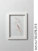 Natural eco frame with dry plant branch on a light gray background. Place for text. Top view. Organic postcard.. Decorative composition of seedhead plant in a rectangular frame on a light background. Стоковое фото, агентство Ingram Publishing / Фотобанк Лори