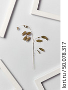 Vegetative composition with empty frames for your text and organic leaf inflorescence on a light gray background. Top view. Greeting card.. Plant composition with empty frames and natural branch on a light background. Стоковое фото, агентство Ingram Publishing / Фотобанк Лори