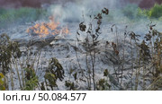 Fire burning dry grass and creating a lot of smoke. Стоковое видео, видеограф Mikhail Davidovich / Фотобанк Лори