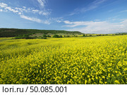Meadow of rape. Nature composition. Стоковое фото, агентство Ingram Publishing / Фотобанк Лори