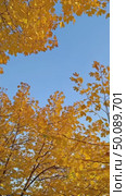 Vibrant autumn leaves against clear blue sky in gentle breeze. Стоковое AI-видео, аниматор Владимир Федоров / Фотобанк Лори