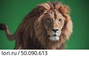 Majestic lion strides confidently with graceful mane on green background. Стоковое AI-видео, аниматор Владимир Федоров / Фотобанк Лори