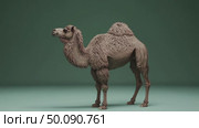 Camel walks gracefully across solid background displaying unique gait and majestic silhouette. Стоковое AI-видео, аниматор Владимир Федоров / Фотобанк Лори