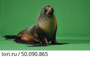Alert sea lion seamlessly shifts on green screen for dynamic animations. Стоковое AI-видео, аниматор Владимир Федоров / Фотобанк Лори