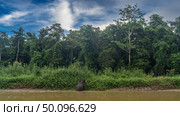 The pygmy elephant comes out of the river onto a clay bank overgrown with tall green grass. View from the back. Thickets of rainforest trees against a blue sky, clouds. Malaysia. Borneo. Kinabatangan. Стоковое фото, фотограф Вера Ивановна Кубарева / Фотобанк Лори