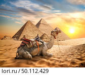 Camel in sandy desert near pyramids at sunset. Стоковое фото, агентство Ingram Publishing / Фотобанк Лори