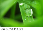 Macro of raindrop. Composition of nature. Стоковое фото, агентство Ingram Publishing / Фотобанк Лори