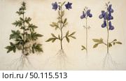 Botanical illustration of four different herbaceous plants with blue flowers and a detailed root system. The work is done in the style of a scientific drawing on a light background, with fine detailing of leaves, stems, flowers and roots. The composition emphasizes the natural diversity and anatomical structure of plants. The image is suitable for use in educational materials, encyclopedias, environmental publications and interior design in a natural or vintage style. Стоковое AI-изображение, AI-художник Анна Кривицкая / Фотобанк Лори