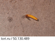 Wireworm on a garden plot. Wireworms are the larvae of all click beetles. Стоковое фото, фотограф Андрей Жигальцов / Фотобанк Лори