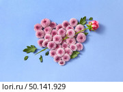 Creative post card from hardy chrysanthemum flowers heart and rose as an arrow on a serenity color background with copy space. Congratulation card.. Hardy chrysanthemums heart with rose as an arrow on a pastel background. Стоковое фото, агентство Ingram Publishing / Фотобанк Лори