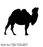 Camel Silhouette. Highly Detailed Smooth Design. Vector Illustration. Стоковая иллюстрация, агентство Ingram Publishing / Фотобанк Лори