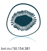 Icon Of Kiwi. Shadow Reflection Design. Vector Illustration. Стоковая иллюстрация, агентство Ingram Publishing / Фотобанк Лори