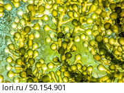 Biofuel research process in laboratory, Microalgae Photobioreactor for alternative energy innovation in Renewable Energy Laboratory. Стоковое фото, агентство Ingram Publishing / Фотобанк Лори